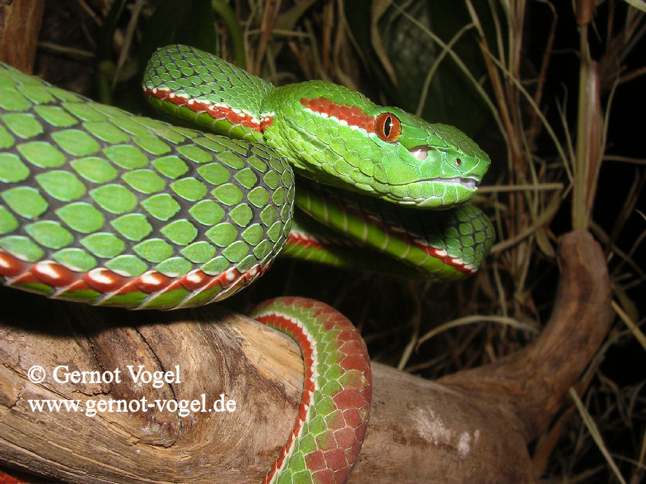 Trimeresurus gumprechti male 1